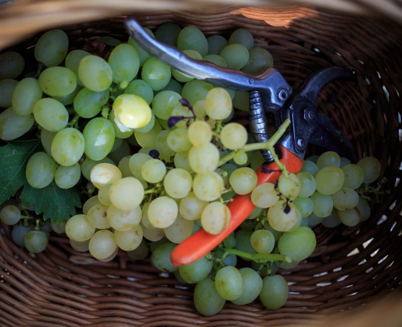 grape harvesting and grapes scissors in a basket