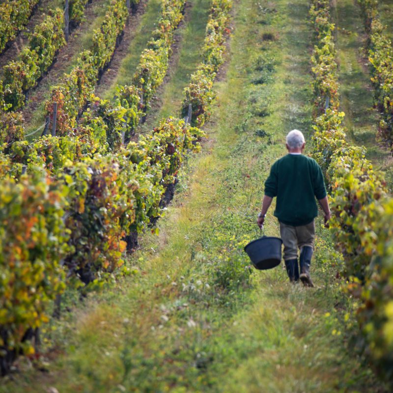 A farmer walks through his vineyard harvesting grapes in french